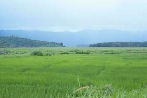 thé jardin dans le zone de monter kerinci, jambi, Indonésie photo