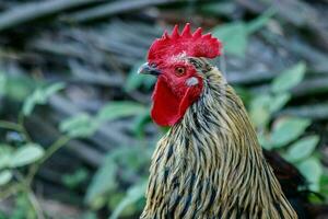 magnifique coq sur herbe Contexte photo