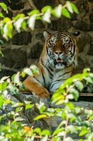 tigre se reposant à l'ombre en gros plan photo