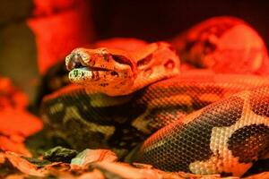 serpent python fermer en dessous de rouge lumière photo