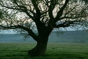 solitaire arbre dans le riz champ avec réflexion dans l'eau. gros arbre dans une vert champ à le coucher du soleil. magnifique printemps paysage. photo