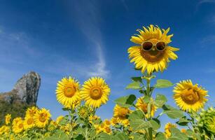 mignonne tournesol porter des lunettes de soleil et sourire avec bleu ciel photo