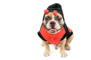 adorable français bouledogue portant une mignonne et marrant coccinelle costume isolé photo