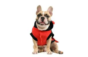 adorable français bouledogue portant une mignonne et marrant coccinelle costume isolé photo