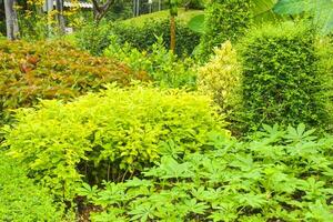 magnifique fleurs et les plantes dans chatuchak parc, Bangkok, Thaïlande photo