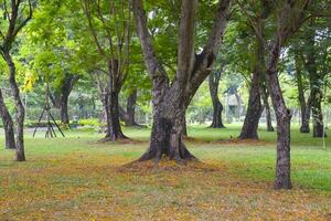 magnifique arbre dans le jardin de Bangkok, Thaïlande photo