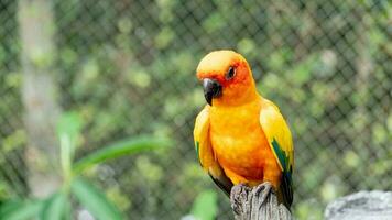 perroquet oiseau espèce Nom de Soleil perruche ou aratinga solsticial. supporter sur le enregistrer. avec Contexte flou de vert et cage dans le zoo. photo