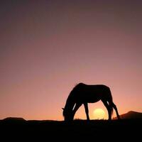 silhouette de cheval dans la campagne et beau fond de coucher de soleil photo