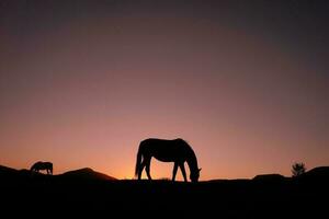 silhouette de cheval dans la campagne et beau fond de coucher de soleil photo