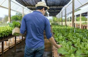 arrière vue de asiatique local agriculteur croissance leur posséder salade salade dans le serre en utilisant organiques sol approche pour famille posséder affaires et cueillette certains pour vente photo