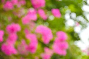 épanouissement bougainvilliers et bokeh lumières dans chatuchak parc, Bangkok, Thaïlande photo