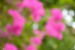 épanouissement bougainvilliers et bokeh lumières dans chatuchak parc, Bangkok, Thaïlande photo