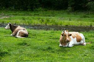 vaches troupeau pâturage dans Prairie par flux. photo
