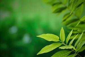 Frais la nature vue de vert feuille sur flou verdure Contexte dans jardin avec copie espace en utilisant comme une arrière-plan, Naturel vert les plantes paysage. ai généré photo