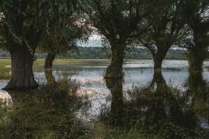 paysage de une inondé Prairie avec des arbres dans le premier plan. des arbres dans le l'eau Suivant le inonder comme une résultat de global échauffement. photo