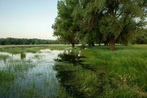 paysage de une inondé Prairie avec des arbres dans le premier plan. des arbres dans le l'eau Suivant le inonder comme une résultat de global échauffement. photo