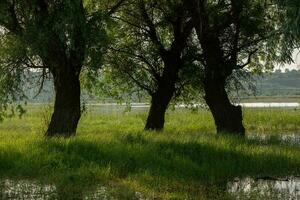 paysage de une inondé Prairie avec des arbres dans le premier plan. des arbres dans le l'eau Suivant le inonder comme une résultat de global échauffement. photo