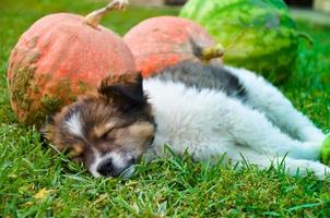 chiot à l'extérieur par une journée ensoleillée photo