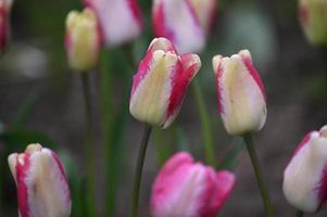 tulipes à bords rouges