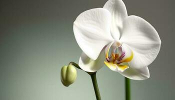 exotique papillon de nuit orchidée fleurir, une cadeau de biologique élégance généré par ai photo