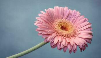 vibrant chrysanthème bouquet, une cadeau de l'amour dans la nature beauté généré par ai photo