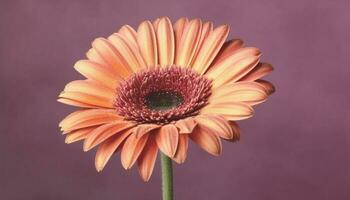 vibrant gerbera Marguerite fleurir, une cadeau de l'amour dans la nature généré par ai photo