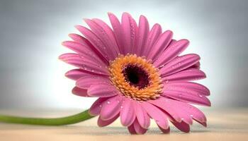 vibrant gerbera Marguerite fleur dans humide été prairie, non gens généré par ai photo