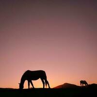 silhouette de cheval dans la campagne et beau fond de coucher de soleil photo