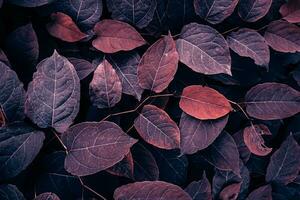 rouge Japonais renouée plante feuilles dans l'automne saison, rouge Contexte photo