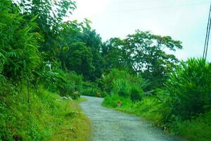 sikkim village route à est sikkim photo