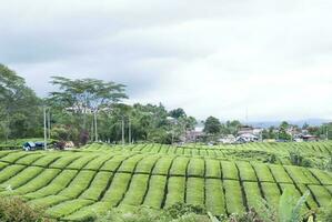 thé jardin dans le zone de monter kerinci, jambi, Indonésie photo