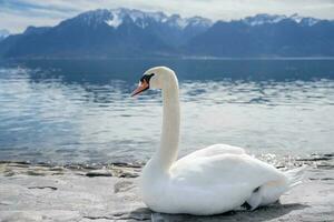 blanc cygnes à Lac Genève dans Vevey, Suisse. photo