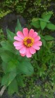 fermer rose zinnia fleur photo