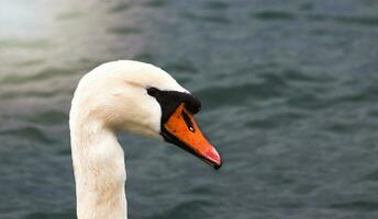 le tête de une blanc cygne sur le Contexte de une bleu mer dans le des rayons de le réglage Soleil photo