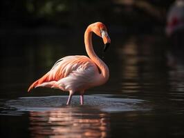 le flamboyant afficher de le flamant dans lagune photo