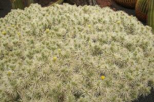 Naturel orginane vert Contexte fabriqué de cactus avec épines dans fermer photo