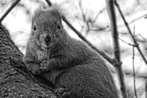 peu rouge duveteux écureuil sauter dans une arbre dans l'automne parc photo