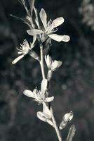 printemps plante avec vert feuilles et rose fleurs dans fermer dans le jardin photo