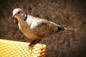 sauvage gratuit oiseau Pigeon séance sur une chaise dans une café par le océan sur une chaud été journée photo