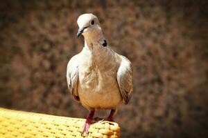 sauvage gratuit oiseau Pigeon séance sur une chaise dans une café par le océan sur une chaud été journée photo