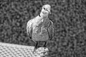 sauvage gratuit oiseau Pigeon séance sur une chaise dans une café par le océan sur une chaud été journée photo