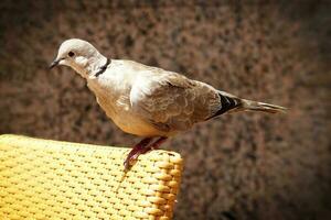 sauvage gratuit oiseau Pigeon séance sur une chaise dans une café par le océan sur une chaud été journée photo