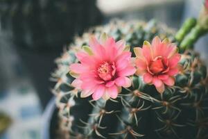 cactus en pot avec fleur. concept de décoration de plantes d'intérieur. photo