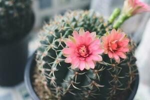 cactus en pot avec fleur. concept de décoration de plantes d'intérieur. photo