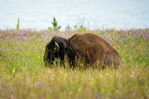 américain bison dans le champ de yellowstone nationale parc, Wyoming photo