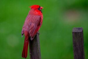 cardinal Masculin oiseau perché sur une clôture photo