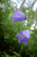 deux gros bleu cloche fleurs sur tige sur forêt flou Contexte photo