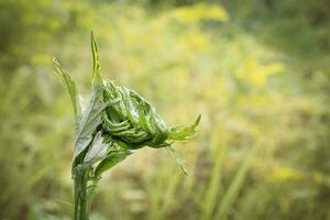 valériane officinalis plante Haut feuilles recourbé dans une forme ressembler une main sur flou Prairie Contexte photo