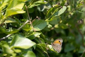 petit bruyère papillon, coénonymphe pamphile, repos sur une plante à colporteurs crique près Padstow Cornouailles photo