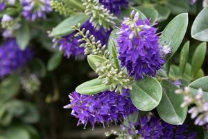 véronique salicfolia, koromiko, floraison dans polzeath Cornouailles photo